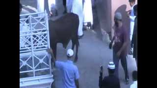 Bakra Eid In United Arab Emirates