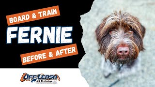 Wirehaired Pointing Griffon, 2 yr old, 'Fernie' | Incredible Griffon Obedience Training Spokane