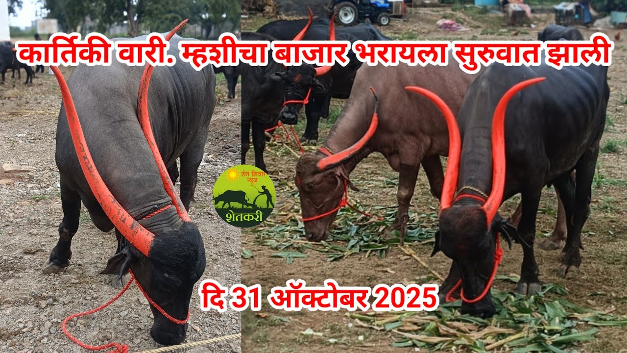 कार्तिकी वारी निमित्त म्हशीचा बाजार भरायला सुरुवात झाली.