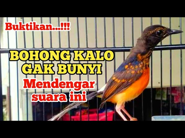 Pancingan murai trotol dan pastol BUNYI GACOR buat murai trotol belajar bunyi murai trotol gacor 40 class=