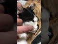 ネム、ねむ、寝続ける