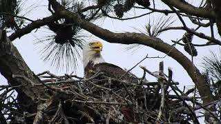 Bald Eagles in Virginia