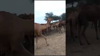 camel video in water daring@LuckyCamel11