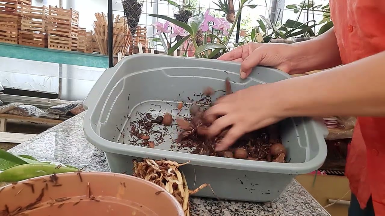 APRENDA A ENRIQUECER O SUBSTRATO PARA SUAS ORQUÍDEAS I O RESULTADO É MARAVILHOSO! #mcl #cultivo