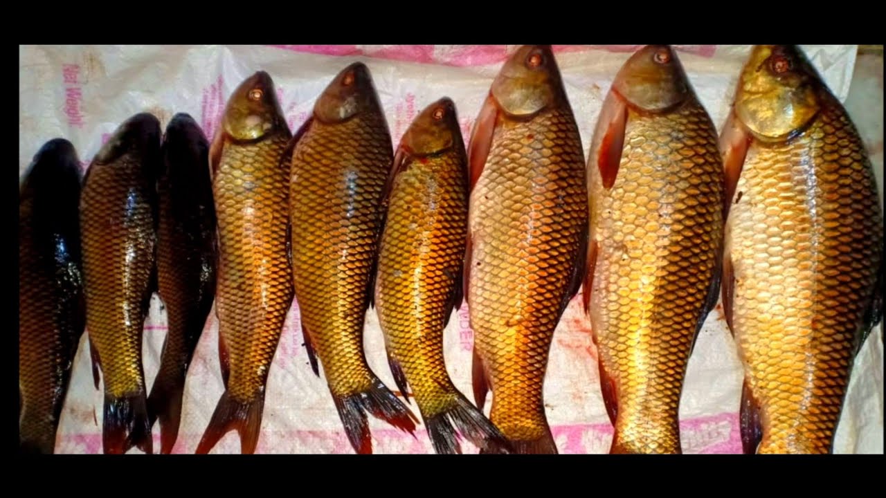 HOW TO CATCH ROHU CARP FISH GUCHA HOOKS KILLER MULTIPLE FLOATING