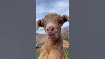 صوت ماعز صغير حراج المملكة اكسبلور حراج بيع وشراء نعيمي 