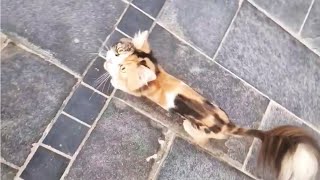 A calico cat desperately meowed begging to help who surprised foster mom by 6 kittens by TinyPaws 1,104 views 2 weeks ago 1 minute, 13 seconds