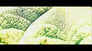 MĀTRĀ | Chant from the Earth - 2 0