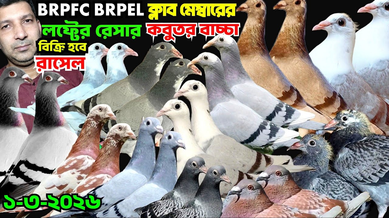 BRPFC BRPEL ক্লাব মেম্বারের রেসার কবুতর বাচ্চা কিনুন। কম দামে রেসার কবুতর বিক্রি হবে। খামারি রাসেল 