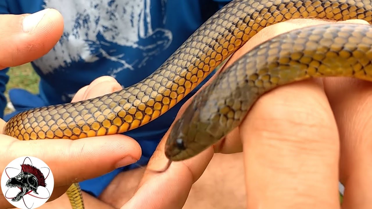 Cobra-d’água, Serpente Erythrolamprus miliaris | Biólogo das Serpentes