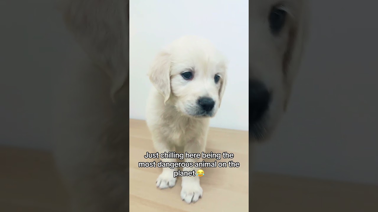 The most dangerous animal on the planet 🌍 