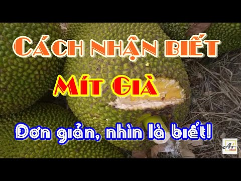 Cách Nhận Biết Mít Già Đơn Giản Nhất, Nhìn Là Biết | Cách Nhận Biết Mít Thái Già Qua Da | AHuy Vlogs 2023 Mới