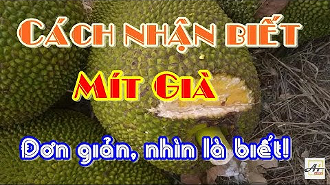 Cách Nhận Biết Mít Già Đơn Giản Nhất, Nhìn Là Biết | Cách Nhận Biết Mít Thái Già Qua Da | AHuy Vlogs