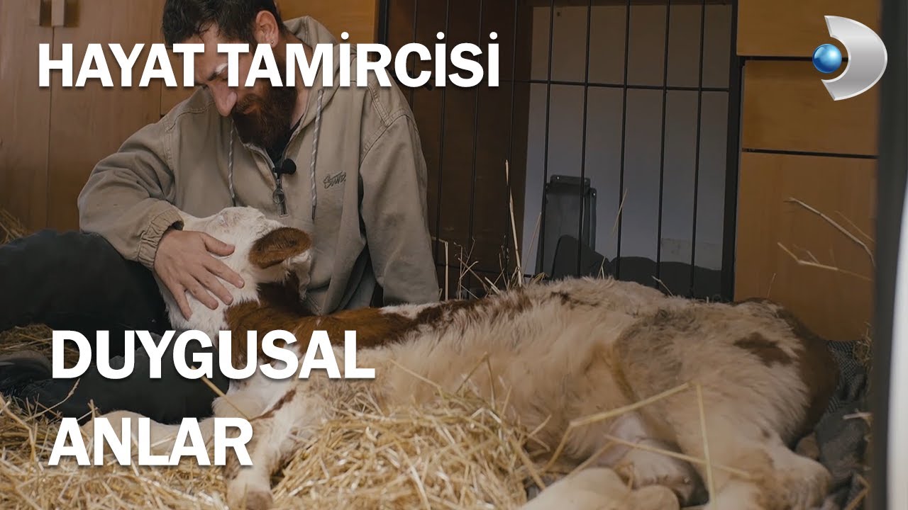 Hayat Tamircisinin Engelli Buzağı İle Duygusal Anları - Hayat Tamircisi 10.Bölüm