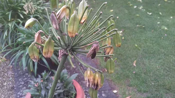 Wie vermehre ich Agapanthus?