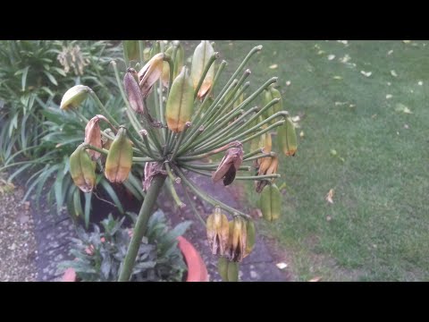 Video: Agapanthus-Samenvermehrung: Tipps zum Pflanzen von Agapanthus-Samen