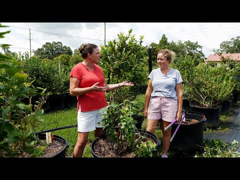 Grow Giant Camellia Blueberries: Your Guide to Big, Sweet Harvests