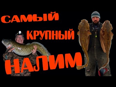 Рыбалка,КРУПНЫЙ НАЛИМ.Рекордный экземпляр налима.