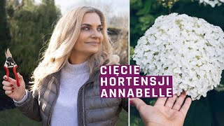 Ju Czas Na Cicie Hortensji Annabelle  I Strong Annabelle  Ogrd Dla Pocztkujcych