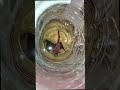 #trending #bettafish #breeding #subscribe #follow