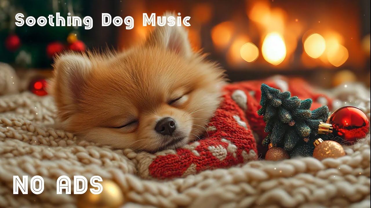 12 часов успокаивающего сна и снятия стресса 🐶🎄 Звуки для снятия тревоги 🎶 Без рекламы