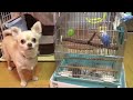 キャベツの取り合い。チワワとインコと2人の妹の娘。仲良し兄弟♡