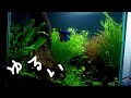 Planted Nano aquarium tank maintenance