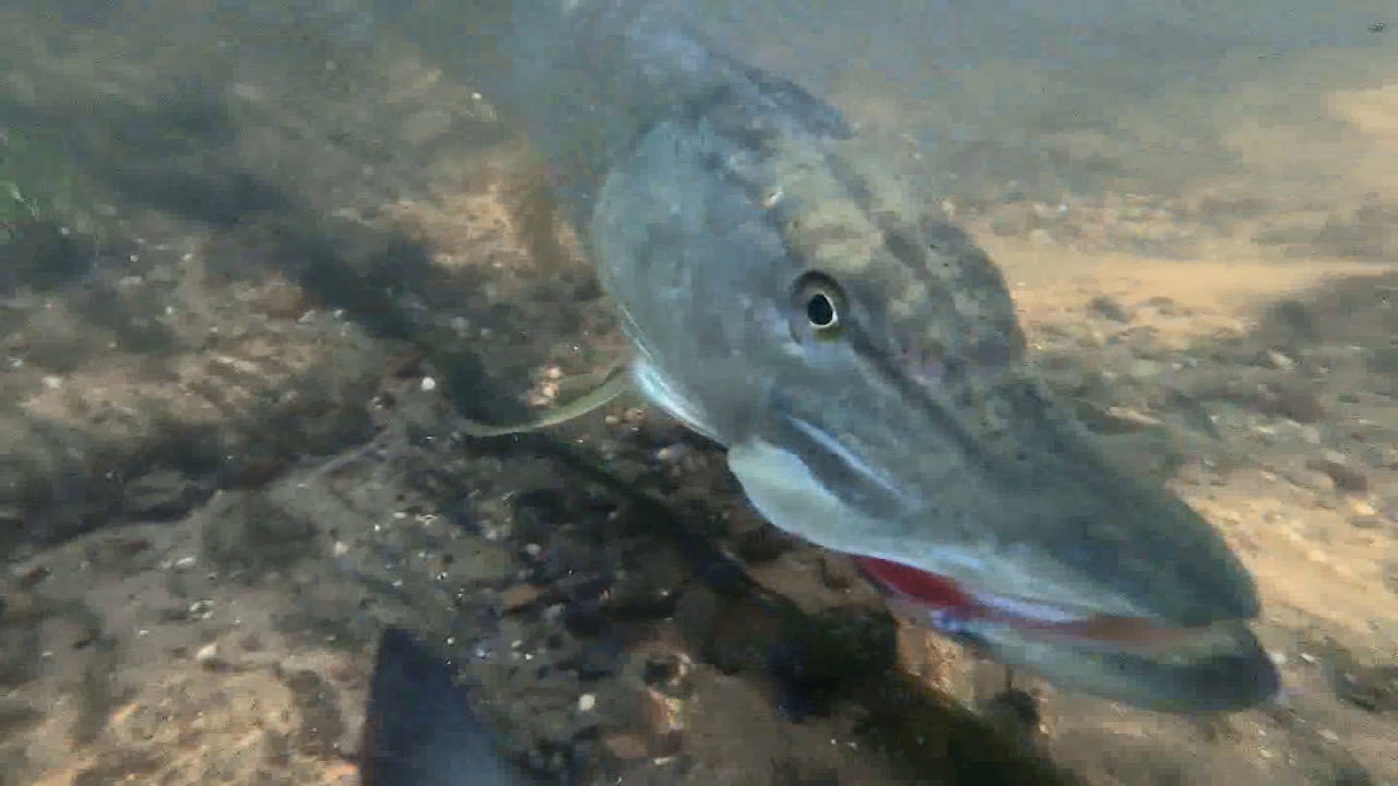 Pike Engulf Live Baits!