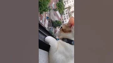 look it this my cat outside view | #my cat#outside#view