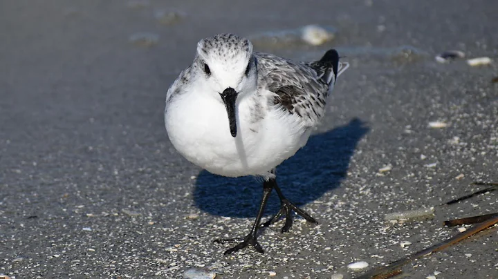 Walking the Beach at Fish Haul Park, Hilton Head S...