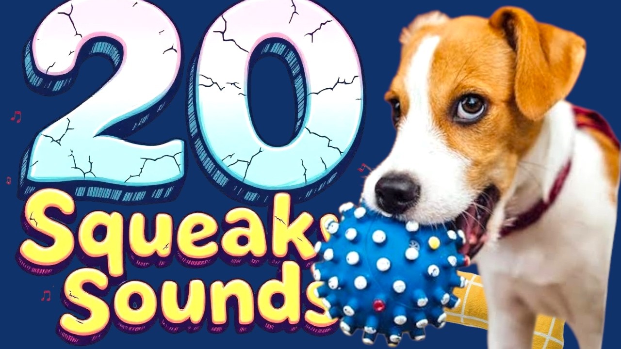 Sounds Dogs Love  SQUEAK TOYS 2026 Collection
