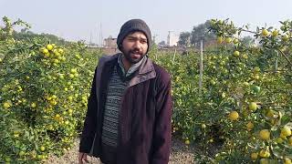 Lemon Cultivation in Punjab India