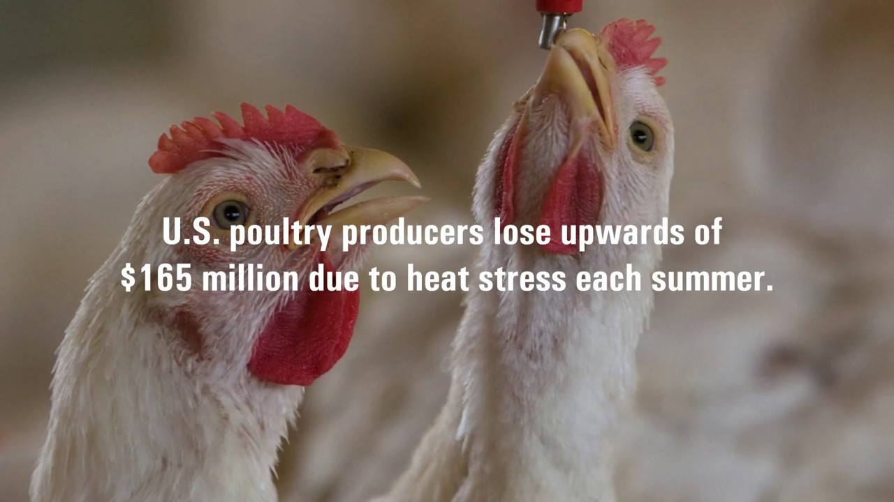 Beat the Heat with Avi-Lyte | Ralco Strong Animals