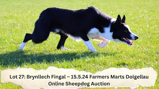 Lot 27: Brynllech Fingal – 15.5.24  Farmers Marts Dolgellau Online Sheepdog Auction