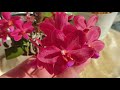 Невероятное цветение орхидеи Buddha's Treasure#Обзор цветущих адениумов
