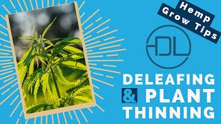 Dreamland Organics | Hemp Grow Tips | De-leafing & Plant Thinning For Maximum Hemp Flower Production