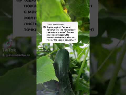 Что делать, если опадают завязи у огурцов