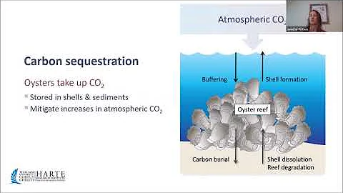 Dr. Jennifer Pollack, Habitat restoration and ecos...