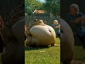 Grannies Attack GIANT WARTY TOAD! 🐸😱 Granny vs. Massive Frog with Broom#GiantToad#GrannyFight​​#Toad