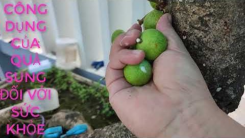 CÔNG DỤNG CỦA QUẢ SUNG ĐỐI VỚI SỨC KHỎE