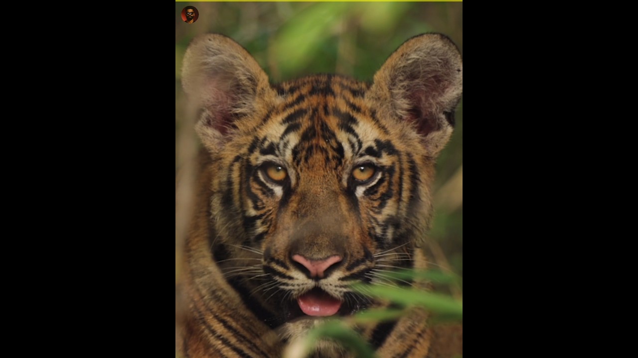 Tigers ability to see at night