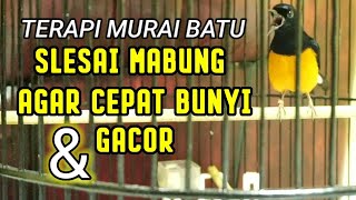 TERAPI MURAI BATU SELESAI MABUNG AGAR CEPAT BUNYI \u0026 GACOR HITUNGAN DETIK LANGSUNG RESPON