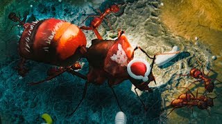 МУРАВЬИНАЯ ФЕРМА игра Симулятор муравьев Empires of the Undergrowth МУРАВЬИНАЯ ФЕРМА игра Симулятор муравьев Empires of the Undergrowth