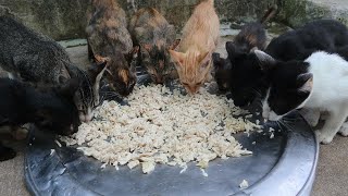 Hungry baby Cats Meowing