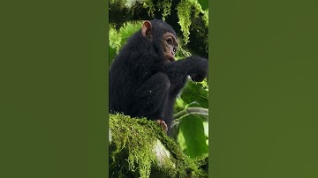 Where Did Primates Evolve?  New Science Discovery Changes Everything!