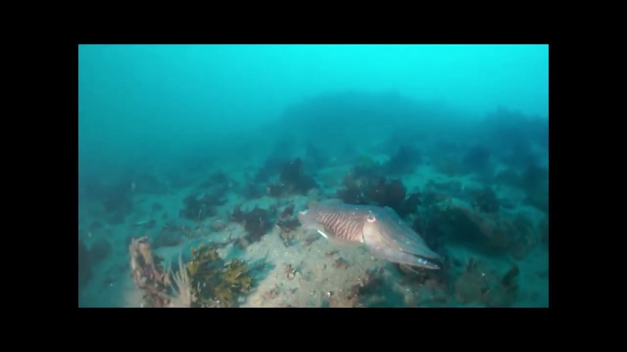 Eastern Kings/ Firestone Bay ,Plymouth Sound National Marine Park
