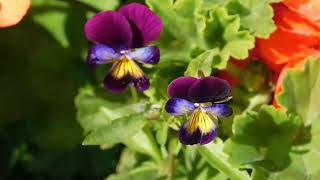 Violet Flowers/Breathtaking Colors of Nature in 4K/UHD!/Flowers #25/Timelapse/Video Footage