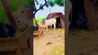 Dasi farm view