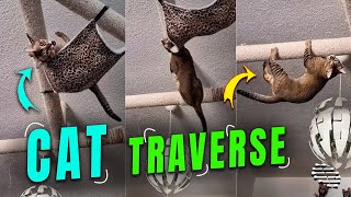 Cat Traverse Ceiling Tubes Leading To Its Bed