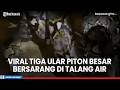 Warga Syok! Penemuan Tiga Ular Piton Besar Bersarang di Talang Air di Pekalongan